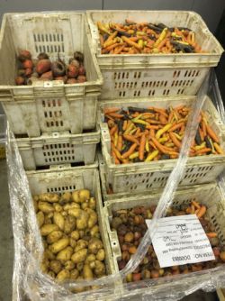 Bins of colorful root vegetables ready for donation