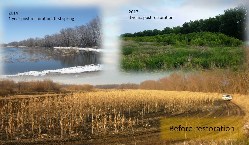 wetlands transformation