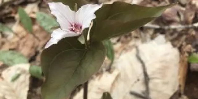 pink flower