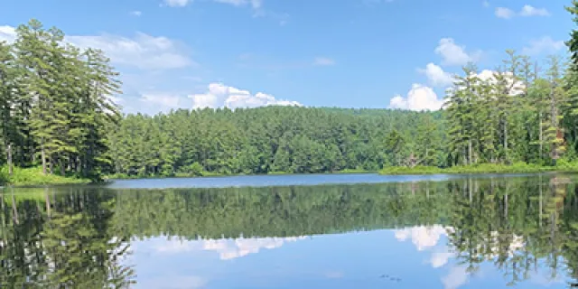 lake with green trees