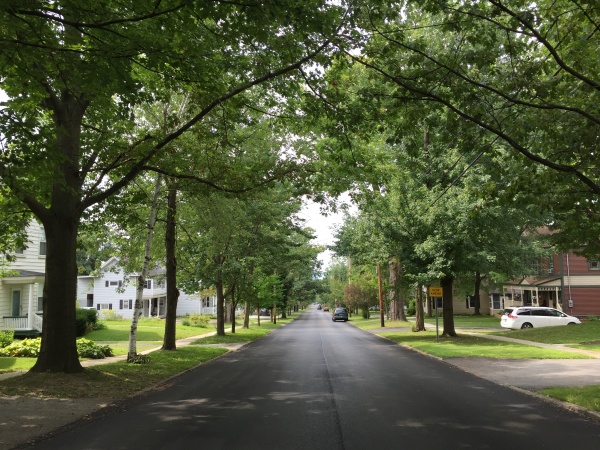 Energy saving trees line a paved street.