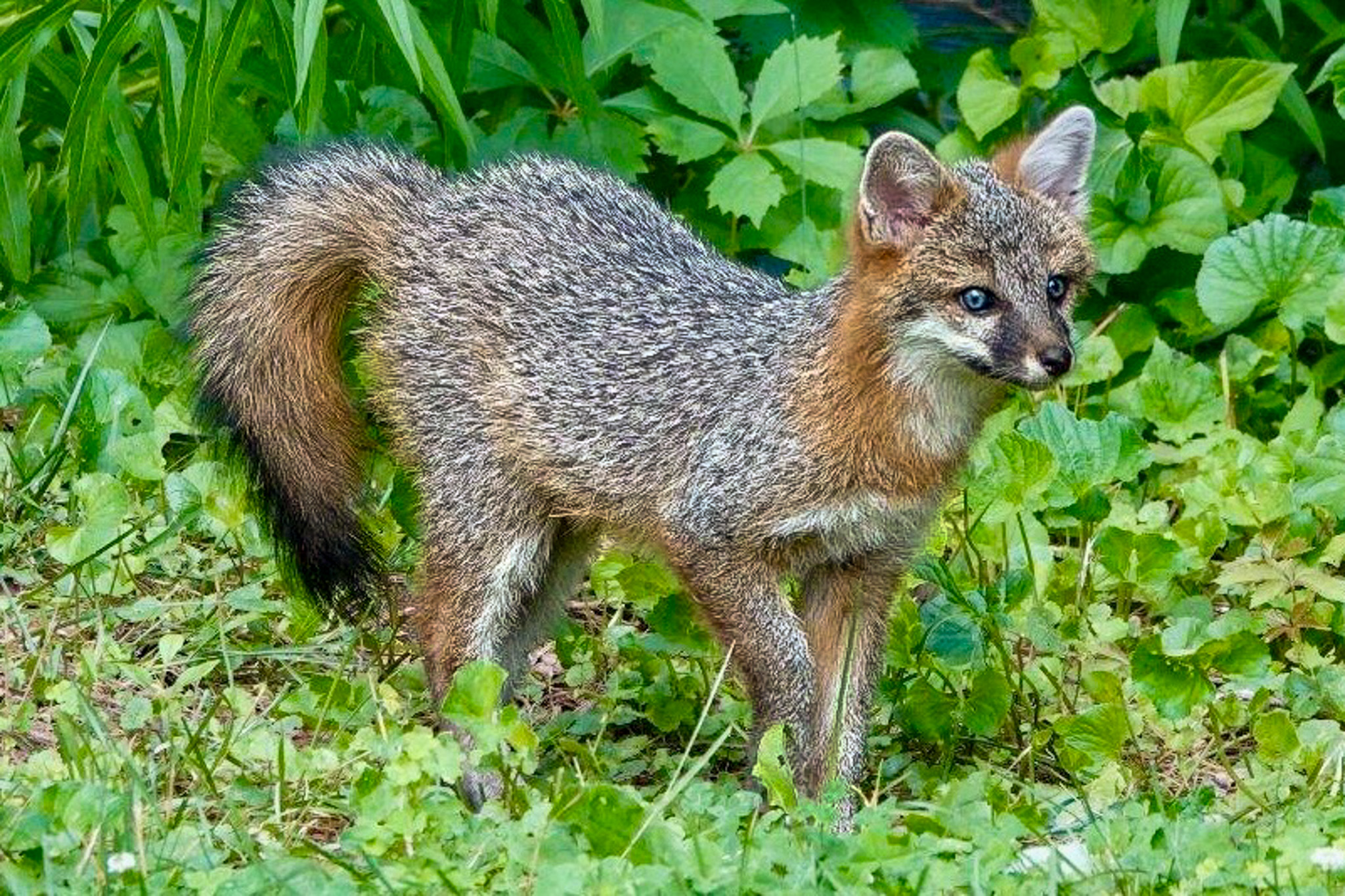 Yearling gray fox, a secretive but abundant species in Vermont, courtesy Mark Bosma, Vermont Fish & Wildlife Department.