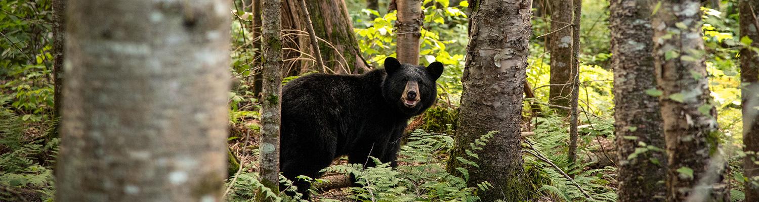 black bear in the forest