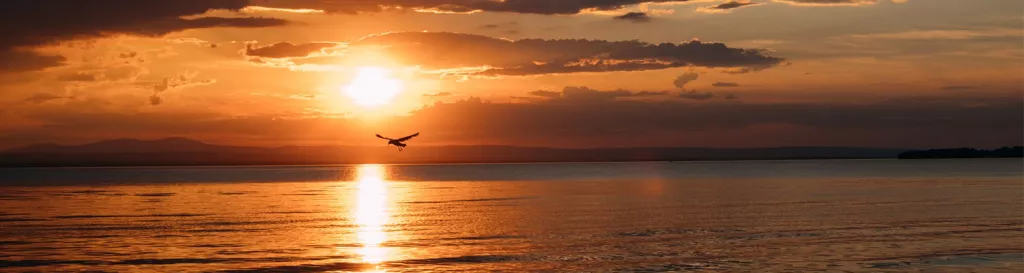 sunset with bird flying