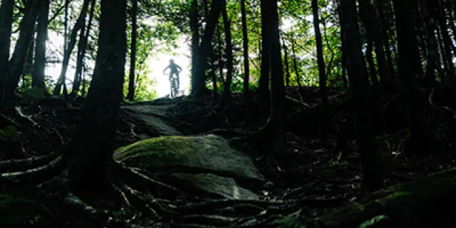 dark forest, mountain biker in silhouette