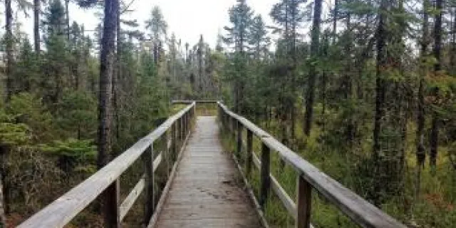 bridge through the woods and bog